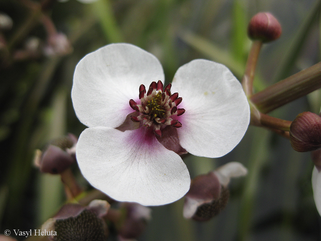 Image of Sagittaria sagittifolia specimen.