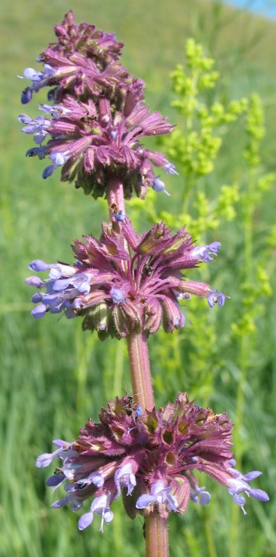 Изображение особи Salvia verticillata.