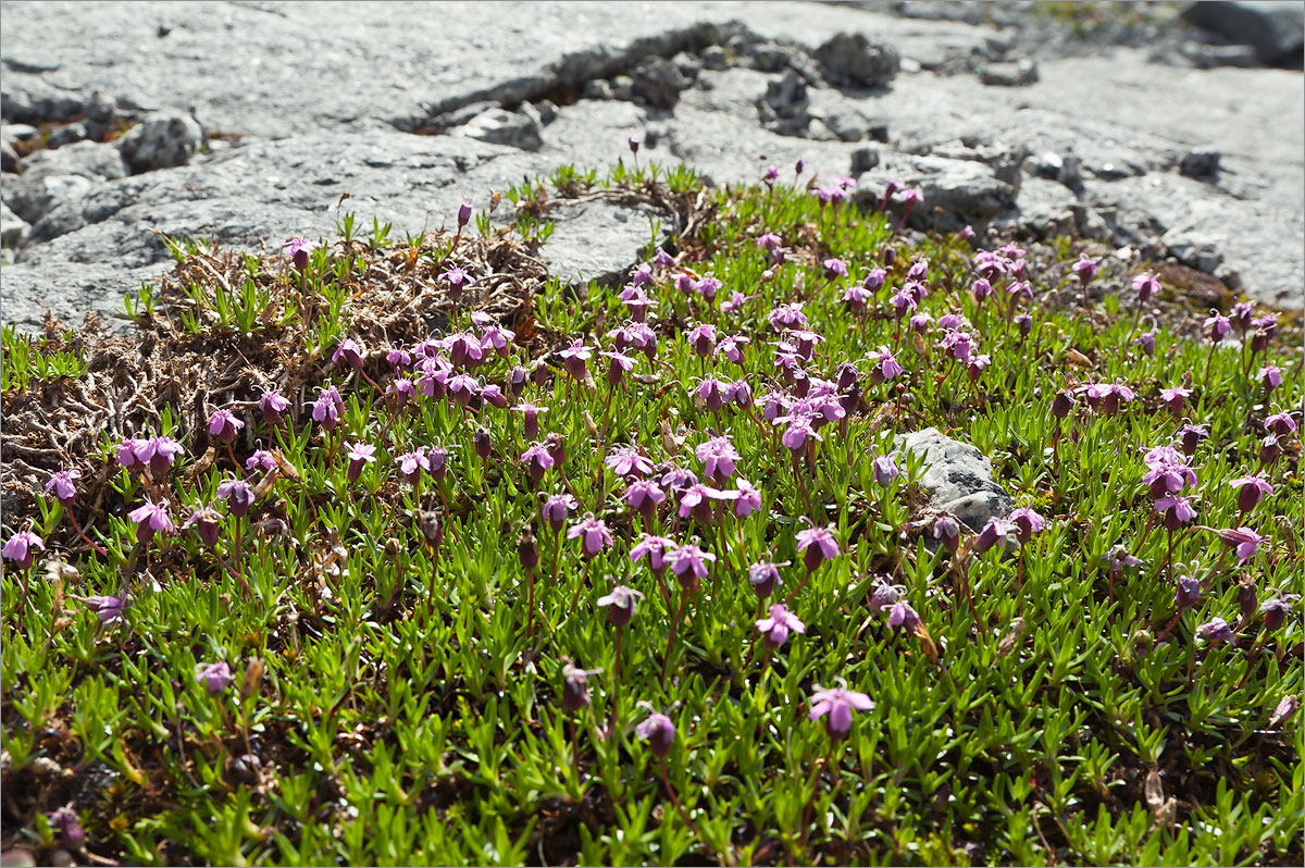 Image of Silene acaulis specimen.