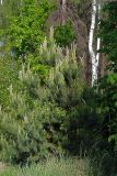 Pinus sylvestris. Молодое растение. Московская обл., Раменский р-н, окр. ж.-д. платформы Хрипань, смешанный лес у ЛЭП. 20.05.2012.