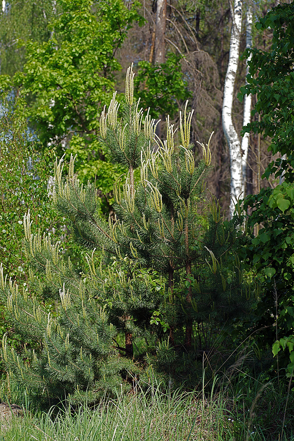 Изображение особи Pinus sylvestris.