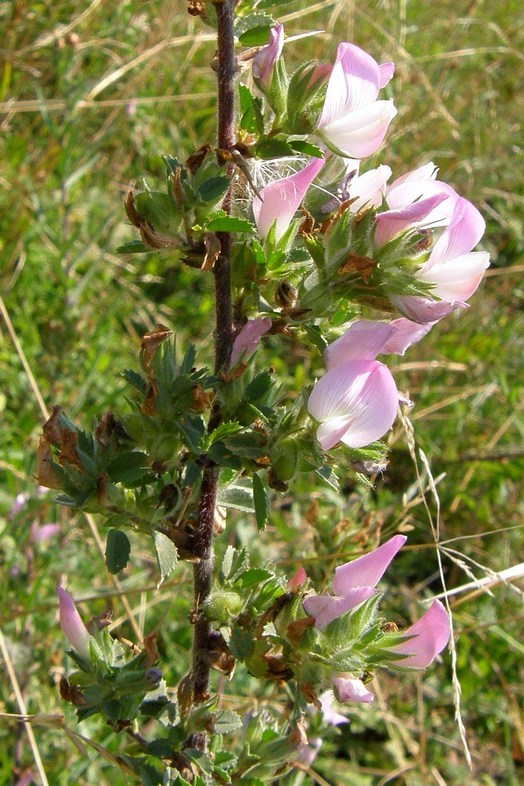 Изображение особи Ononis arvensis ssp. spinescens.