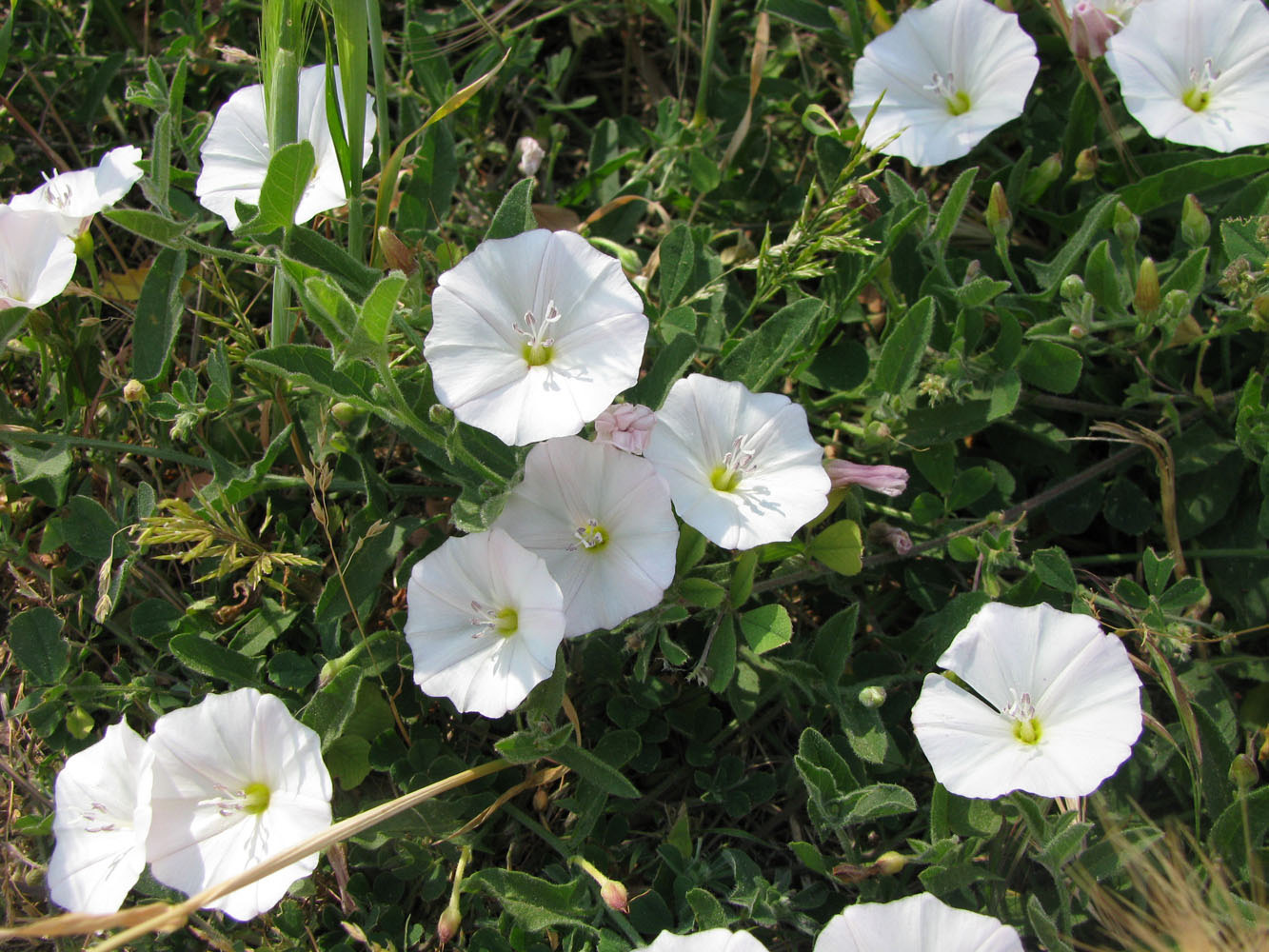 Image of genus Convolvulus specimen.