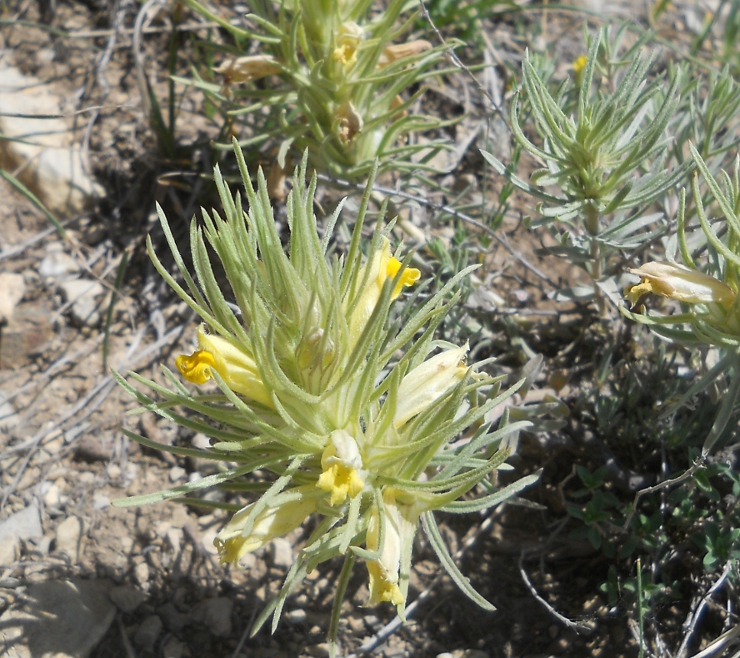 Image of Bungea trifida specimen.