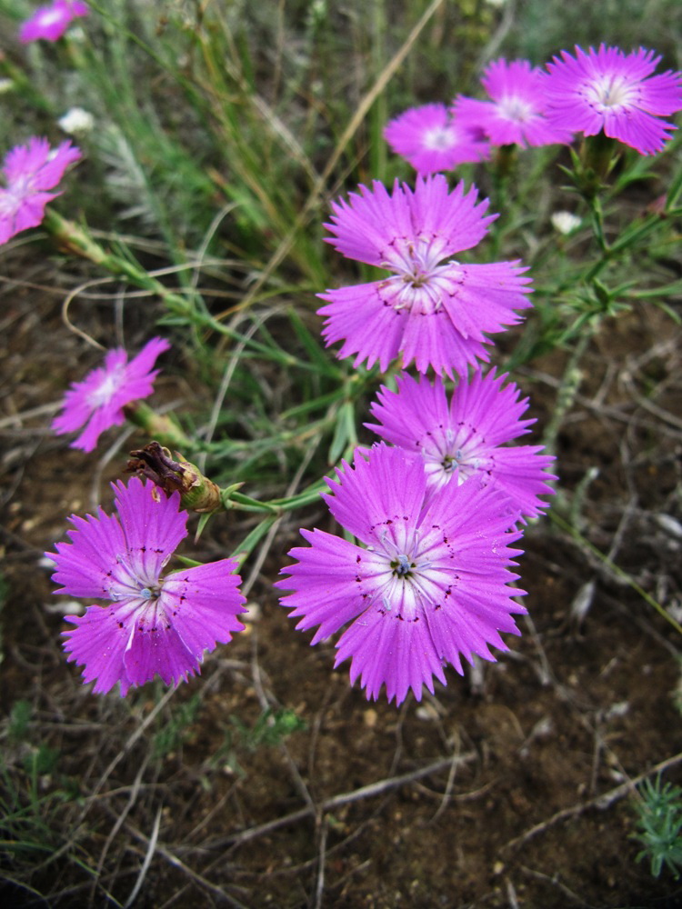 Изображение особи Dianthus versicolor.