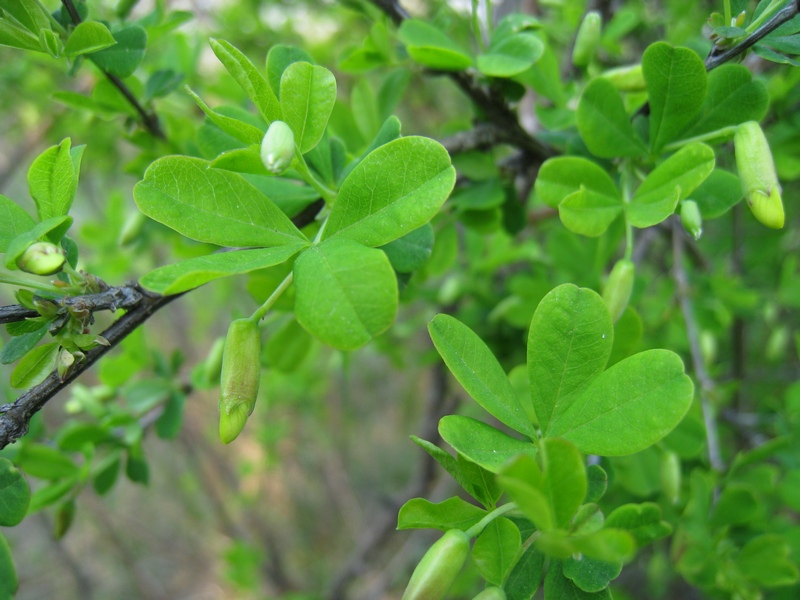 Image of Caragana frutex specimen.