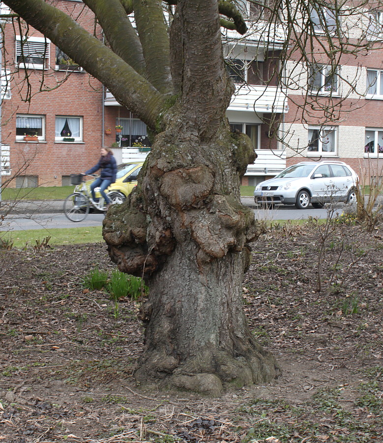 Image of Prunus serrulata specimen.