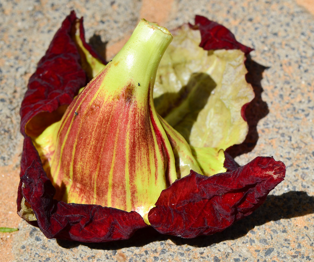 Image of Kigelia pinnata specimen.