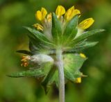 Смотреть изображение Anthyllis vulneraria