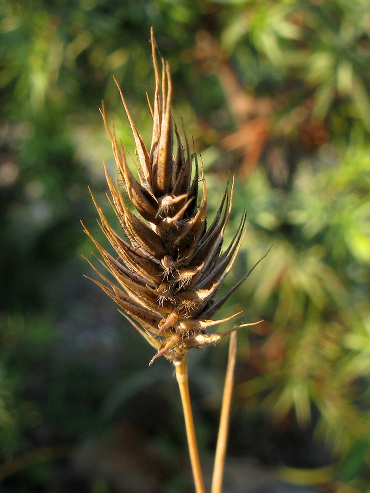 Изображение особи Agropyron pinifolium.