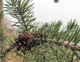 genus Pinus. Веточка с шишкой. Владивосток, Ботанический сад-институт ДВО РАН. 28 апреля 2013 г.