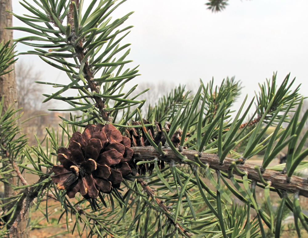 Image of genus Pinus specimen.