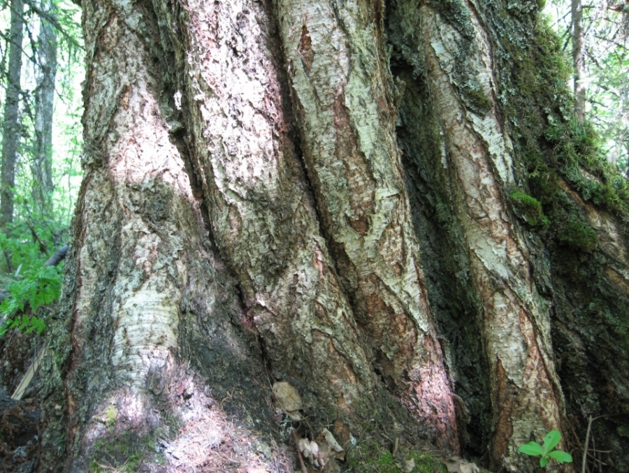 Image of Betula pubescens specimen.