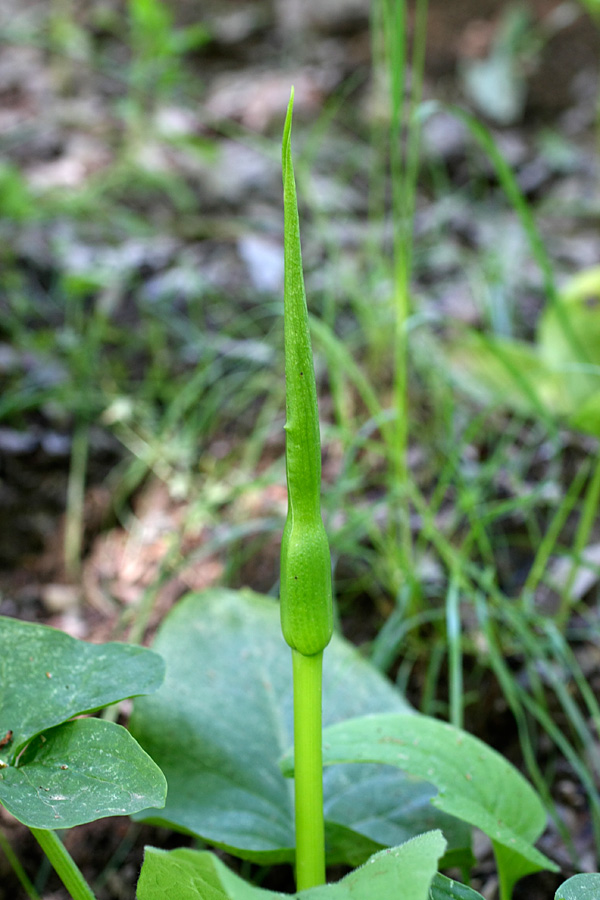 Image of Arum korolkowii specimen.