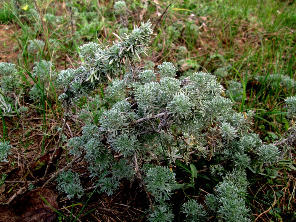 Image of genus Artemisia specimen.