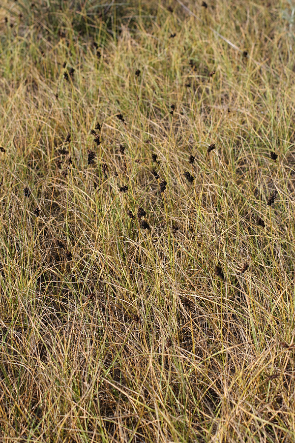 Image of Carex subphysodes specimen.