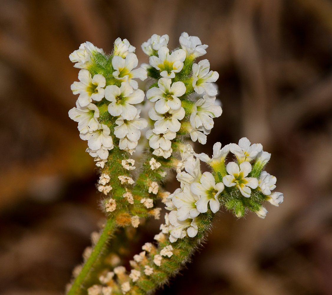 Image of Heliotropium suaveolens specimen.