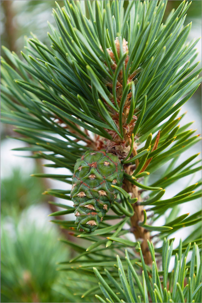 Image of Pinus friesiana specimen.