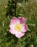 Rosa rubiginosa. Цветок. Украина, г. Запорожье, балка Партизанская. 04.06.2013.