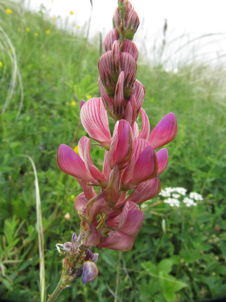 Image of Onobrychis sibirica specimen.