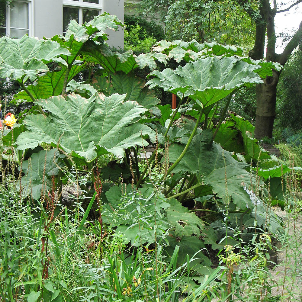 Image of Gunnera tinctoria specimen.