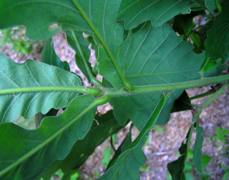 Image of Quercus dentata specimen.