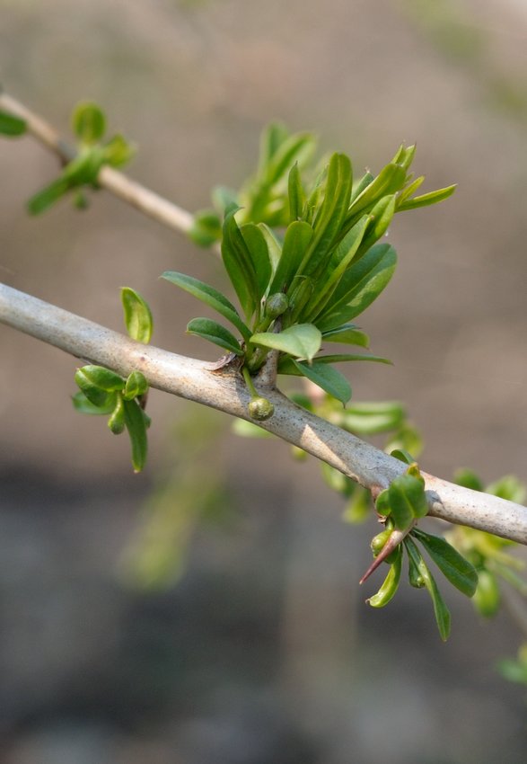 Изображение особи Prinsepia sinensis.