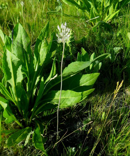 Image of Allium delicatulum specimen.