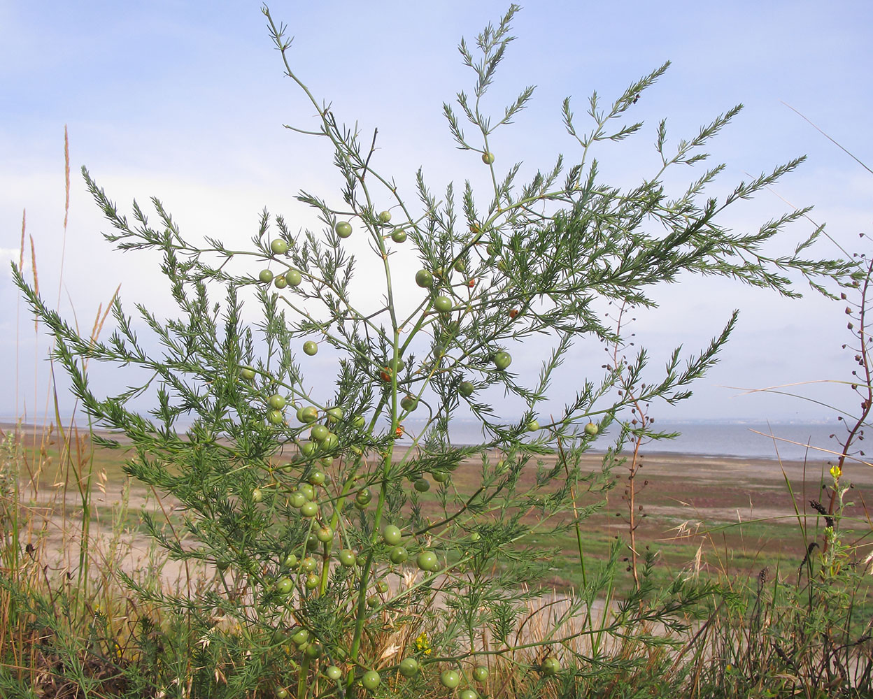 Image of Asparagus litoralis specimen.