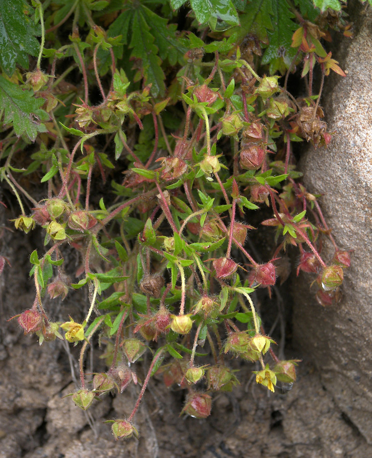 Image of Potentilla humifusa specimen.