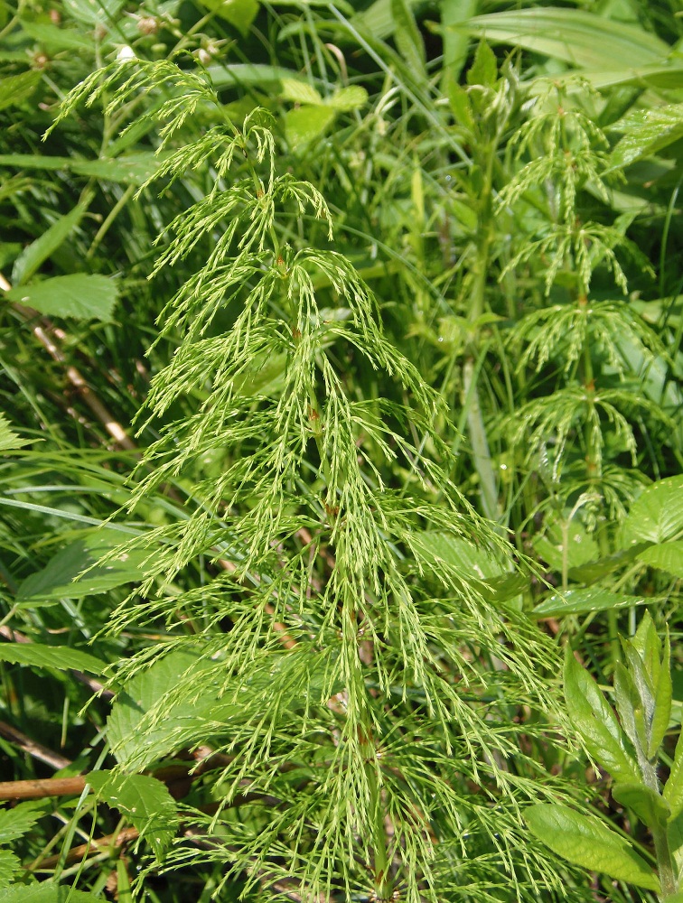 Image of Equisetum sylvaticum specimen.