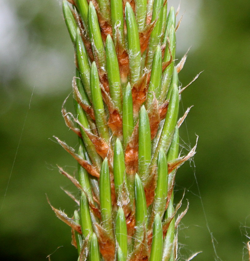 Изображение особи Pinus aristata.