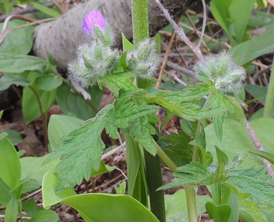 Image of genus Geranium specimen.