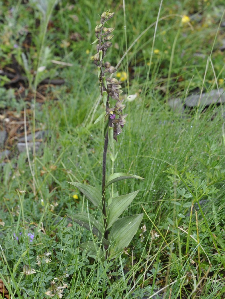 Image of Epipactis &times; schmalhausenii specimen.