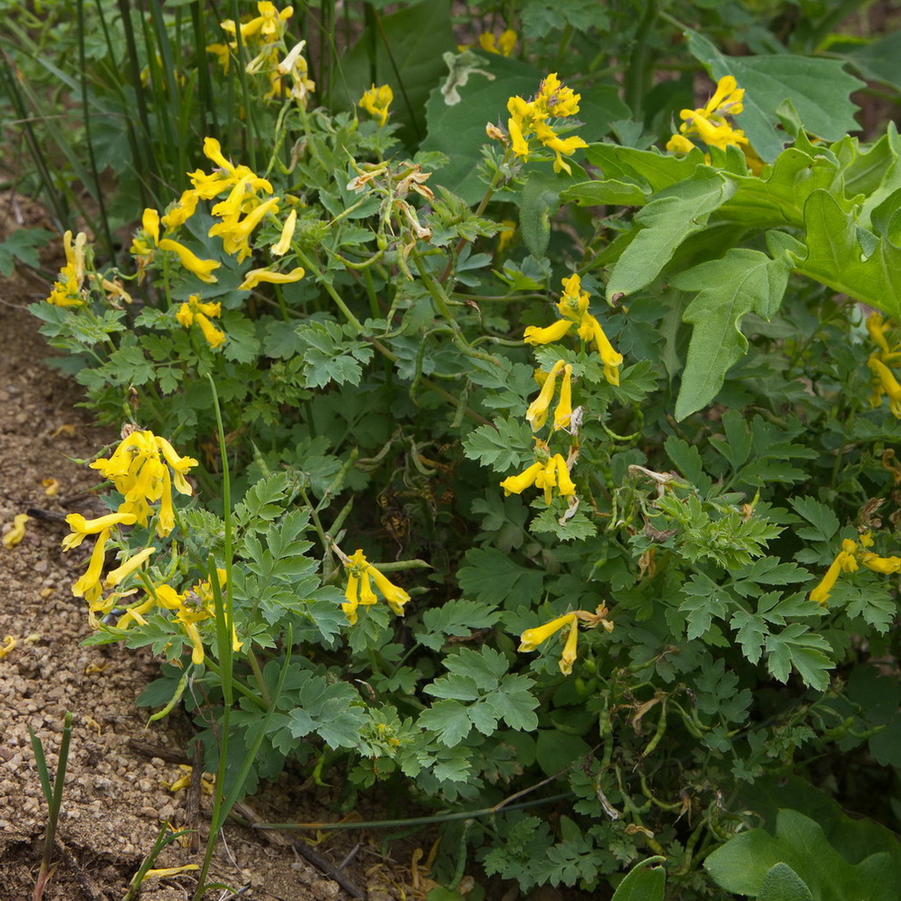 Image of Corydalis speciosa specimen.