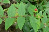 Hypericum androsaemum