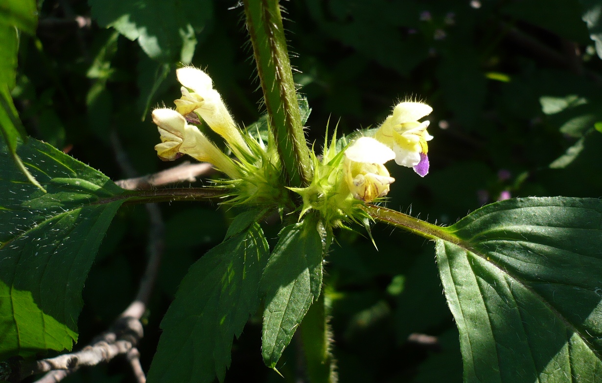 Image of Galeopsis speciosa specimen.