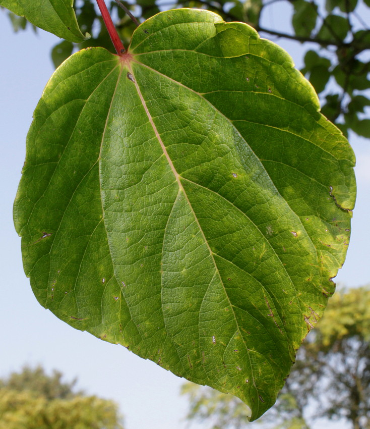 Image of Idesia polycarpa specimen.