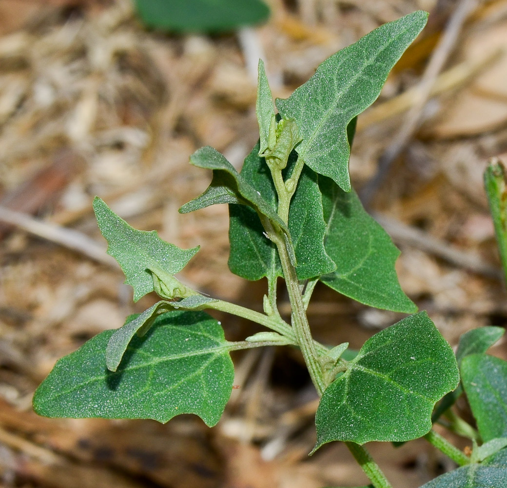 Image of Atriplex davisii specimen.