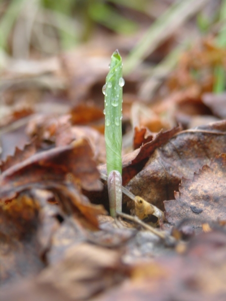 Image of Maianthemum dilatatum specimen.