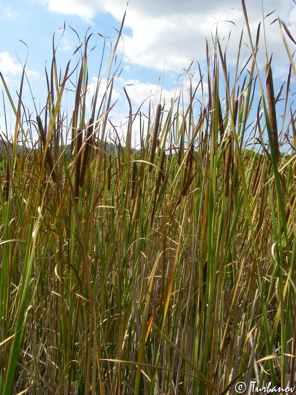 Image of Typha angustifolia specimen.