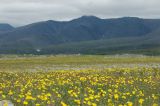 Hieracium alpinum