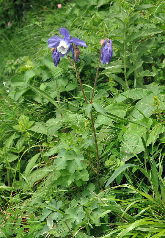 Image of Aquilegia olympica specimen.