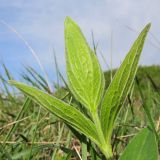 Clematis integrifolia. Верхушка побега. Краснодарский край, г. Новороссийск, пер. Волчьи Ворота, степь на склоне горы. 19.04.2014.