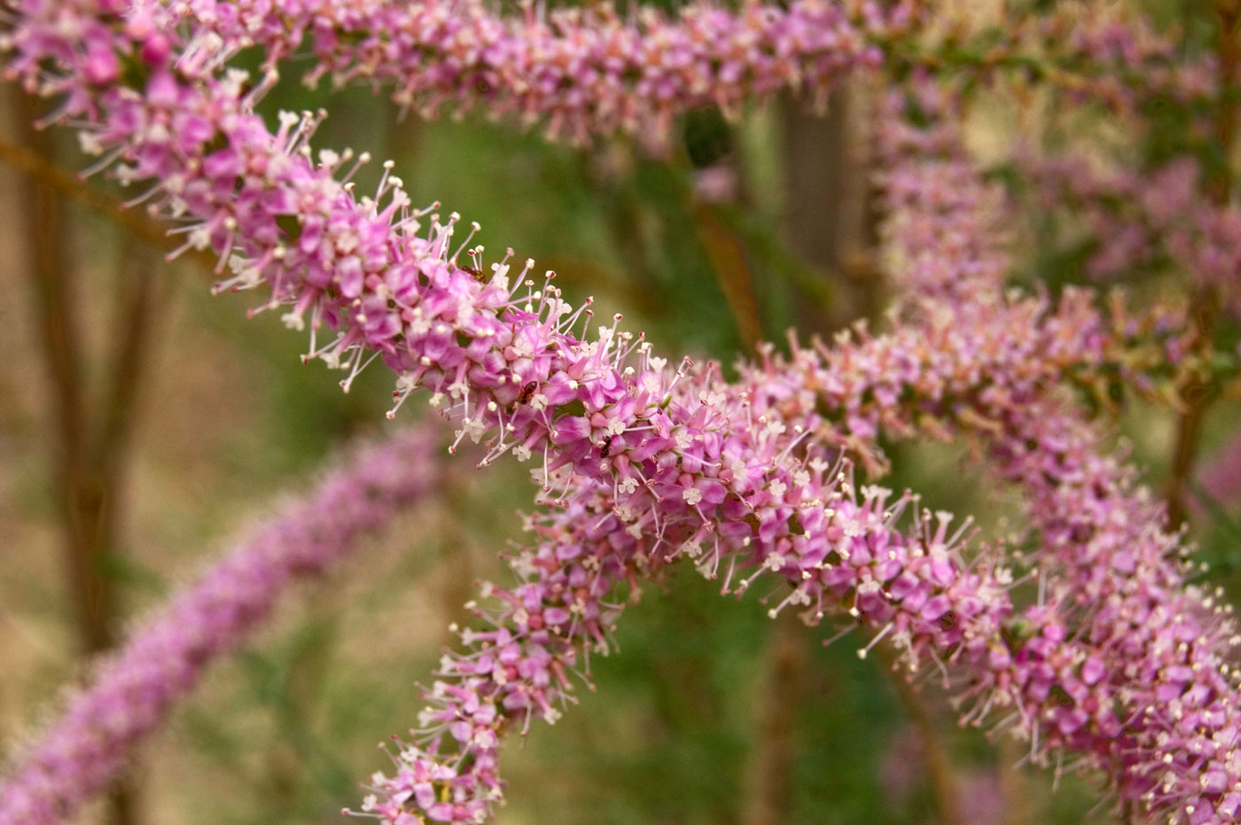 Image of genus Tamarix specimen.