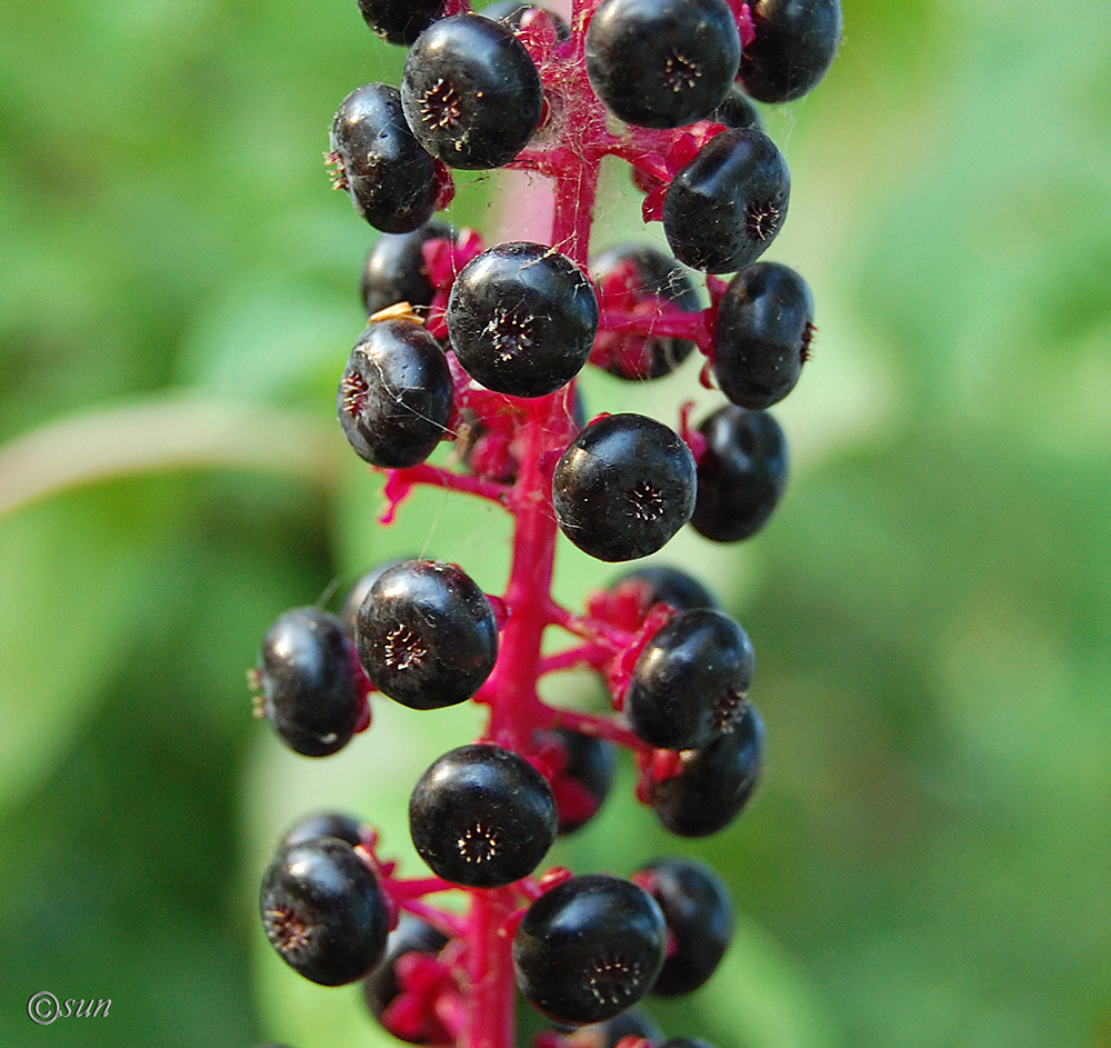 Image of Phytolacca americana specimen.