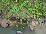 Ipomoea pes-caprae. Побеги цветущего растения. Таиланд, остров Пханган, берег ручья возле песчаного пляжа. 22.06.2013.