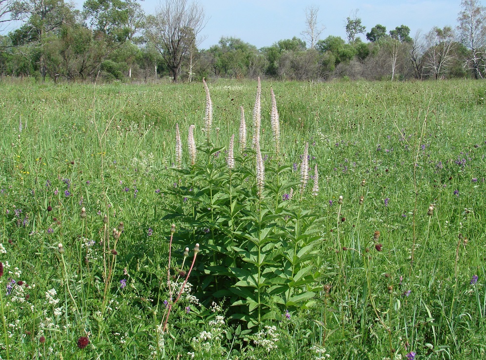 Image of Veronicastrum sibiricum specimen.