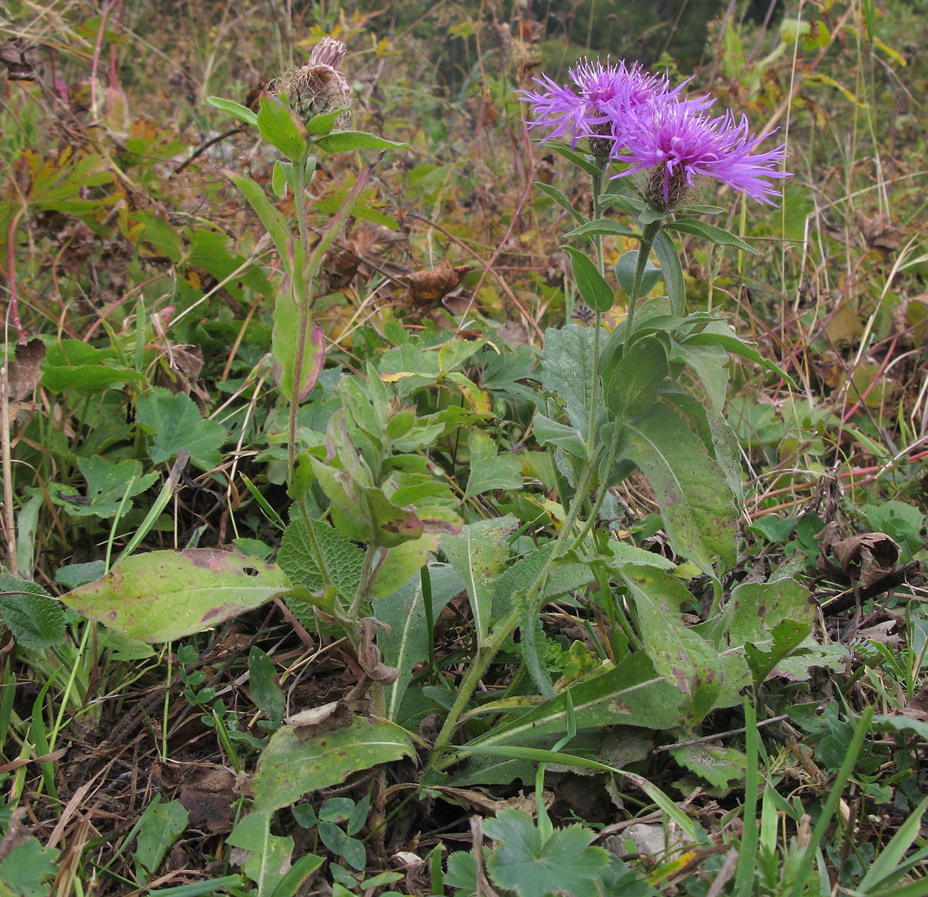 Image of Centaurea abnormis specimen.