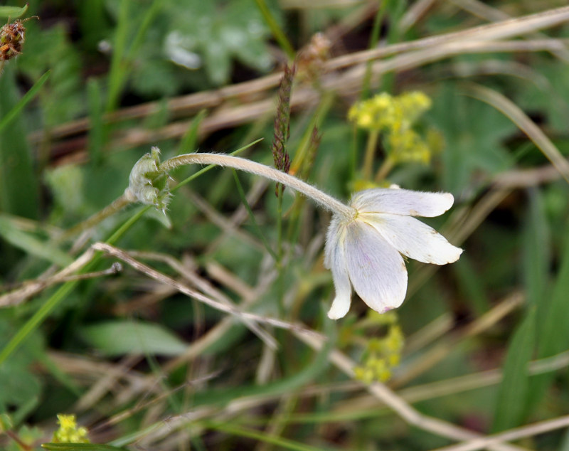 Image of Pulsatilla violacea specimen.